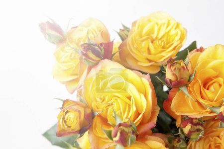 Foto de Ramo de hermosas rosas amarillas sobre un fondo blanco - Imagen libre de derechos