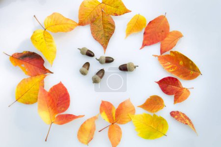 Foto de Hojas de otoño sobre fondo blanco. - Imagen libre de derechos