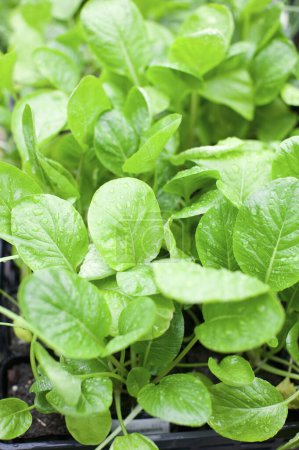 Photo for Fresh basil leaves in a pot - Royalty Free Image