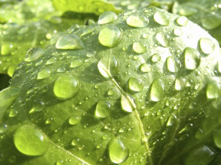 Photo for Fresh green salad with water drops - Royalty Free Image