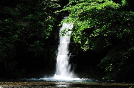 Téléchargez les photos : Belle vue sur la cascade dans la forêt - en image libre de droit