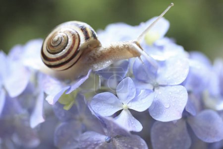 Téléchargez les photos : Un escargot rampant sur de belles fleurs d'hortensia - en image libre de droit