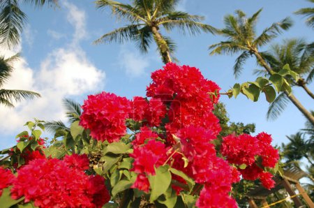 Foto de Hibiscus rojo en el jardín - Imagen libre de derechos