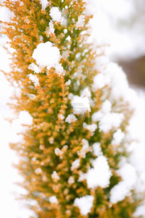 Téléchargez les photos : Belle scène d'hiver avec des branches persistantes couvertes de neige - en image libre de droit