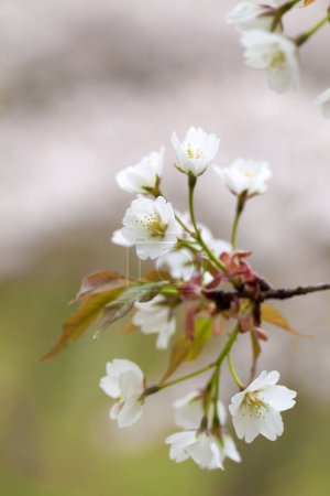 Las flores blancas de cerezo sobre las ramas