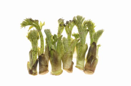 young shoots of fresh Aralia elata, also known as the Japanese angelica tree, isolated on white background. healthy eating concept