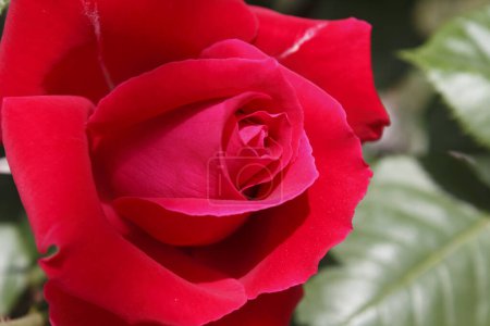 Foto de Primer plano de una rosa roja - Imagen libre de derechos