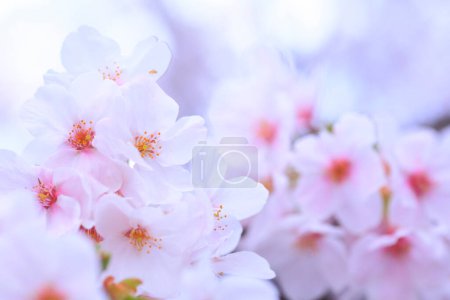 Foto de Hermosas flores de primavera sobre un fondo borroso - Imagen libre de derechos