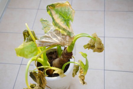 Téléchargez les photos : Plante verte flétrie dans un pot sur fond, gros plan - en image libre de droit