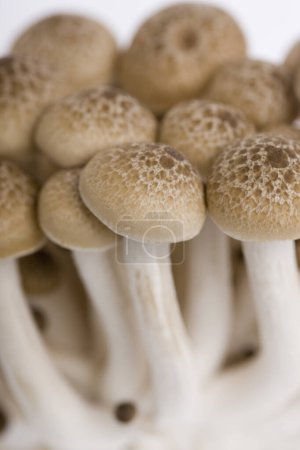 Téléchargez les photos : Pile de champignons crus isolés sur fond blanc - en image libre de droit