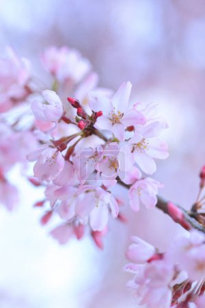 Foto de Flor de cerezo en primavera - Imagen libre de derechos