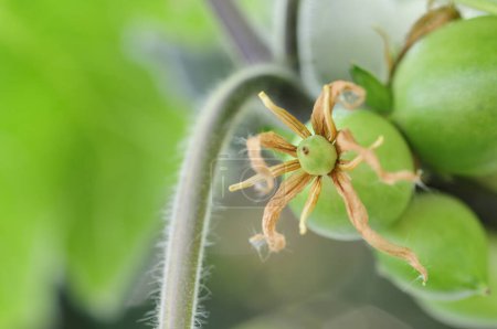 Téléchargez les photos : Un gros plan d'une plante aux fruits verts - en image libre de droit