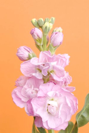 Foto de Una flor rosa en un jarrón sobre un fondo naranja - Imagen libre de derechos