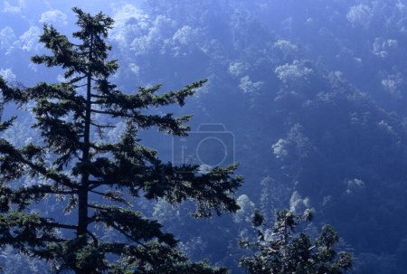 Téléchargez les photos : Les arbres dans les montagnes - en image libre de droit