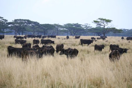 Photo for Herd of black cows on field on nature background - Royalty Free Image