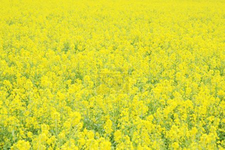 Photo for Beautiful yellow mustard flowers on nature background - Royalty Free Image