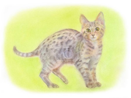 Téléchargez les photos : Illustration aquarelle dessinée à la main de chat mignon sur fond blanc - en image libre de droit