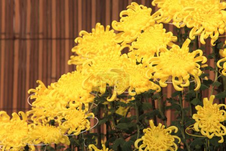 Foto de Coloridas flores de verano en el jardín - Imagen libre de derechos