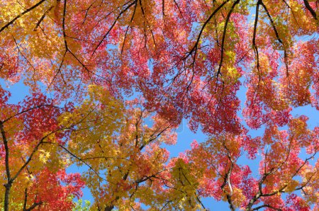 Photo for Autumn leaves, fall season flora - Royalty Free Image
