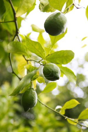 Téléchargez les photos : Limes vertes sur l'arbre sur fond de nature - en image libre de droit