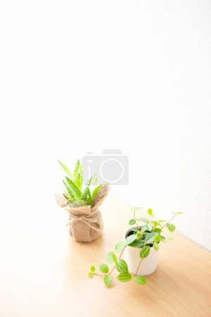 Téléchargez les photos : Plantes vertes dans des pots sur fond en bois - en image libre de droit