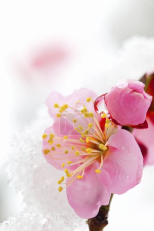 Foto de Flores de sakura congeladas con nieve en el fondo, de cerca - Imagen libre de derechos