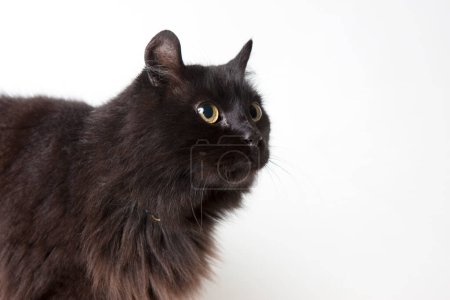 Foto de Gato negro con ojos amarillos aislados sobre fondo blanco - Imagen libre de derechos