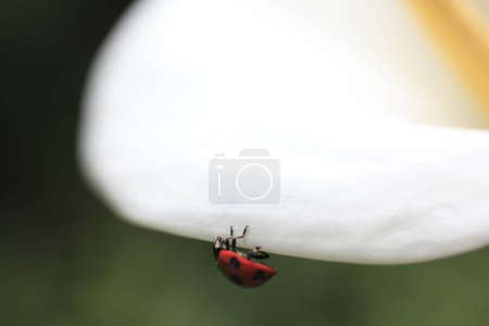 Photo for A ladybug sitting on a white flower - Royalty Free Image
