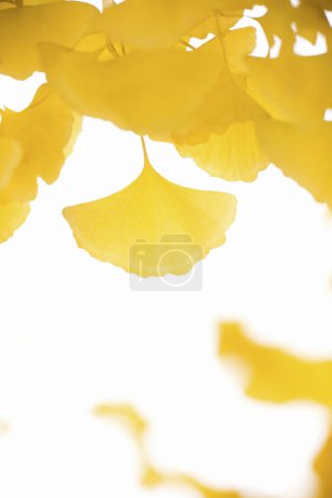 Téléchargez les photos : Ginkgo biloba arbre feuilles jaunes sur fond blanc - en image libre de droit