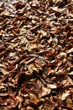 Photo for Dry leaves of a tree in the garden - Royalty Free Image