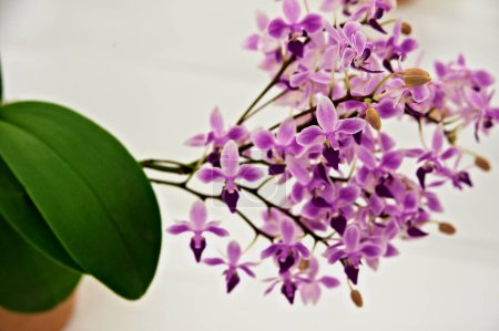 Téléchargez les photos : Une fleur violette dans un vase sur une table - en image libre de droit