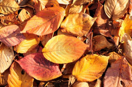 Foto de Hojas de otoño en el suelo en el parque, de cerca - Imagen libre de derechos