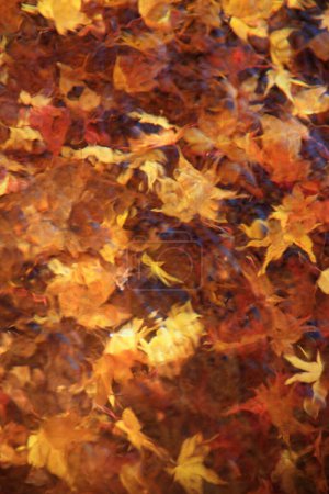 Photo for Colorful autumn leaves background - Royalty Free Image