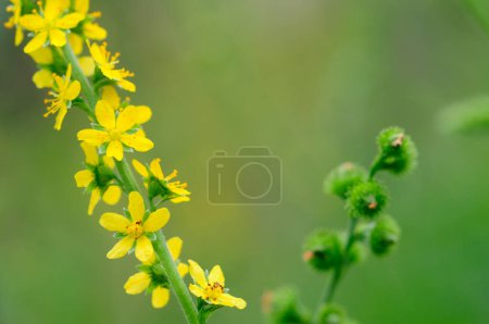 Photo for A yellow flower with a green background - Royalty Free Image