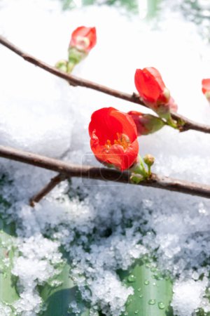 Photo for Spectacular red flowers Japanese quince  with snow - Royalty Free Image