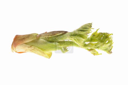 fresh young sprout of Aralia elata, also known as the Japanese angelica tree, isolated on white background. healthy eating concept
