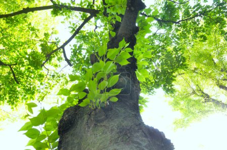 Téléchargez les photos : Feuilles d'arbre vert dans le jardin, vue du bas - en image libre de droit