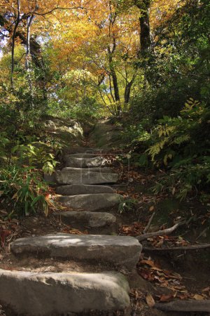 Photo for Stone stairs in autumn  park - Royalty Free Image