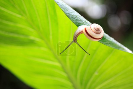 Photo for A snail crawling on a leaf with a blurry background - Royalty Free Image