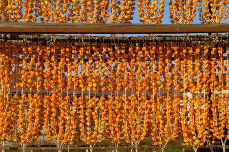 Téléchargez les photos : Persimmon séché japonais (Hoshigaki) pendu à des cordes - en image libre de droit