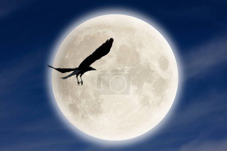 Foto de Luna y pájaro en un cielo oscuro. - Imagen libre de derechos