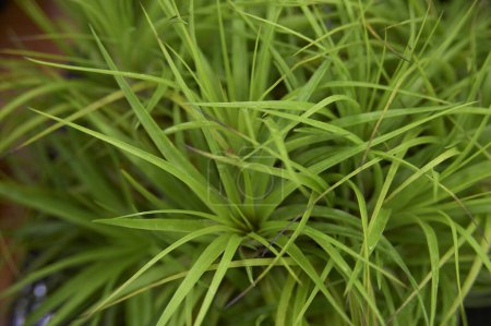 Foto de Una planta con hojas verdes en una maceta - Imagen libre de derechos