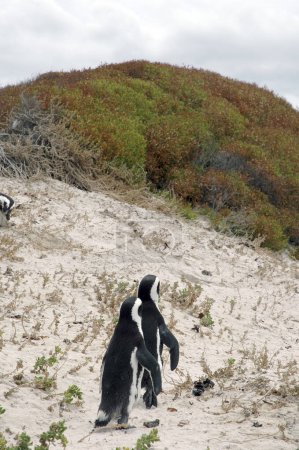 Photo for Maghenanic penguins walking on the beach - Royalty Free Image