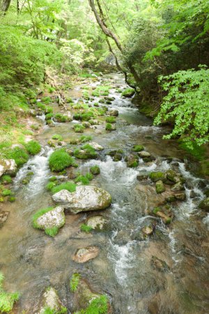 Téléchargez les photos : Belle vue sur la rivière dans la forêt - en image libre de droit