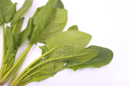Photo for Close up of fresh spinach leaf on white background - Royalty Free Image