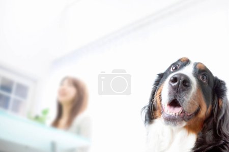 Téléchargez les photos : Un chien assis devant une femme - en image libre de droit