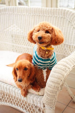 Téléchargez les photos : Deux chiens mignons assis sur un canapé à la maison - en image libre de droit
