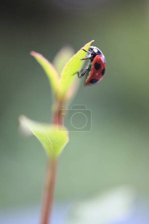 Photo for A ladybug on a leaf with a blurry background - Royalty Free Image