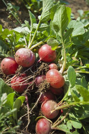 Photo for Fresh organic red radishes on the ground - Royalty Free Image