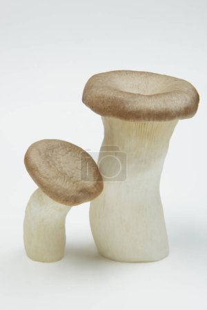 Photo for Fresh Eringi mushrooms on a white background. - Royalty Free Image